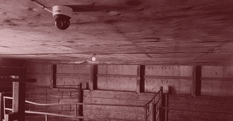 Cow Cam in Barn